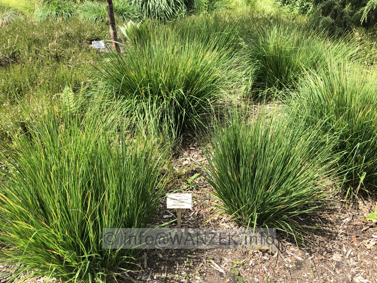 Molinia caerulea Rotschopf 001.JPG